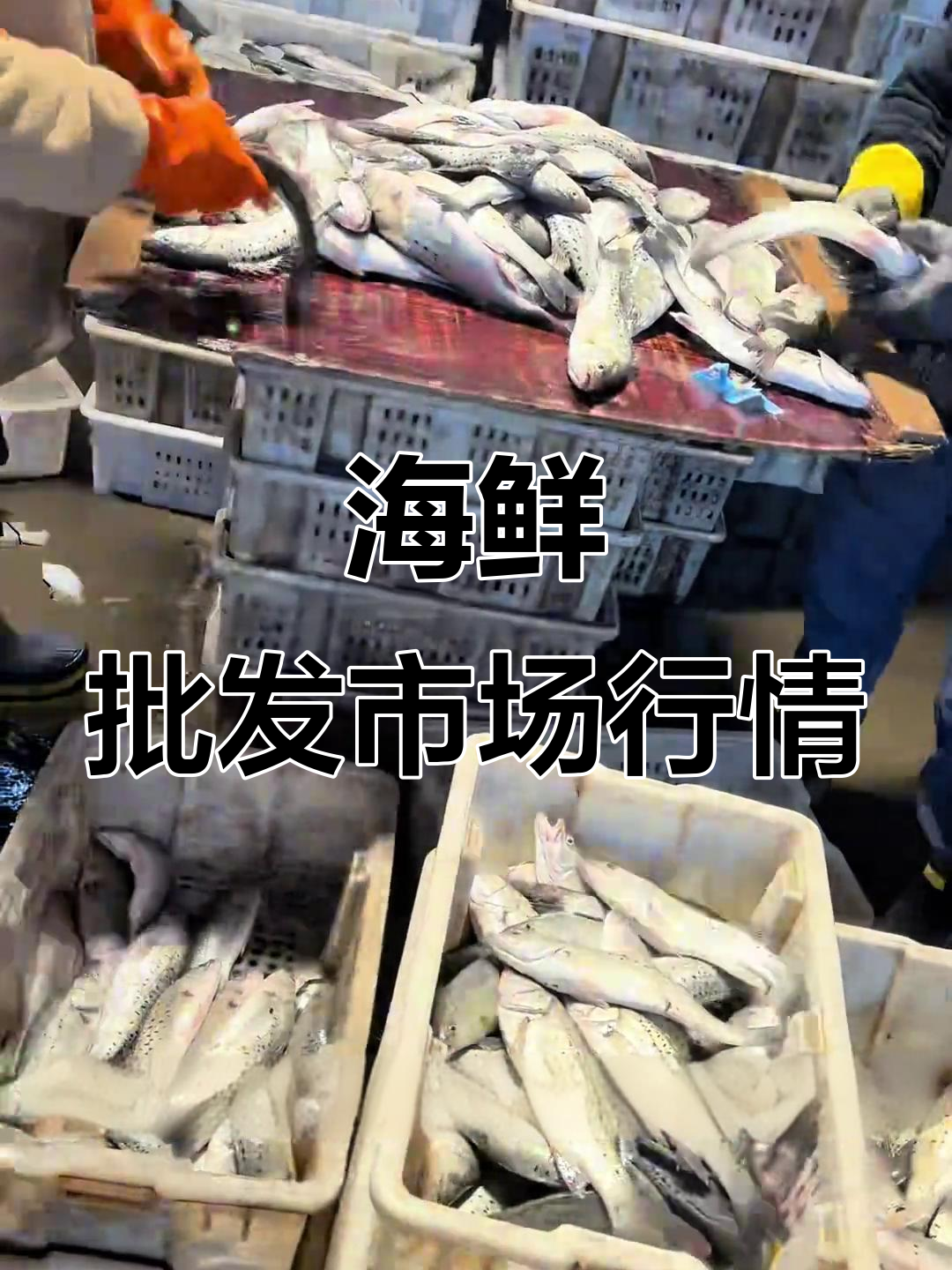 11月24日海鲜市场行情,渤海湾刀鱼等新鲜货源一览