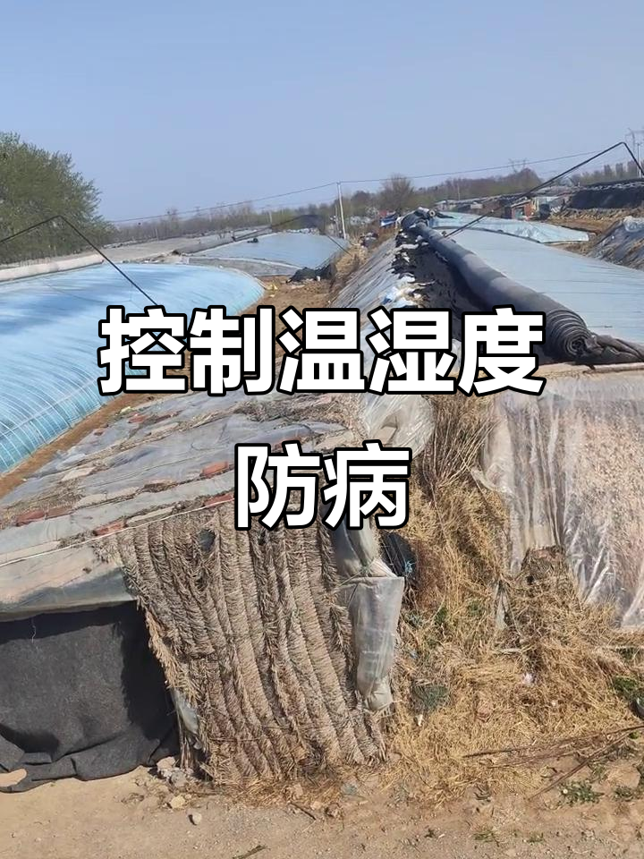 夏季温室蔬菜种植技巧:如何控制温度,避免病害