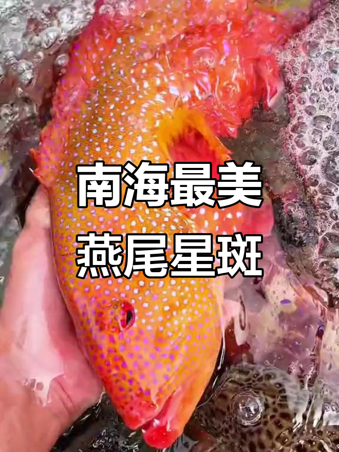燕尾星斑:南海最美味石斑鱼,肉质鲜嫩无比