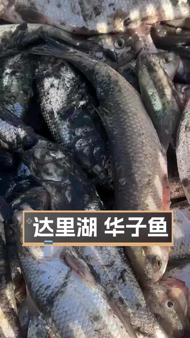 达里湖华子鱼