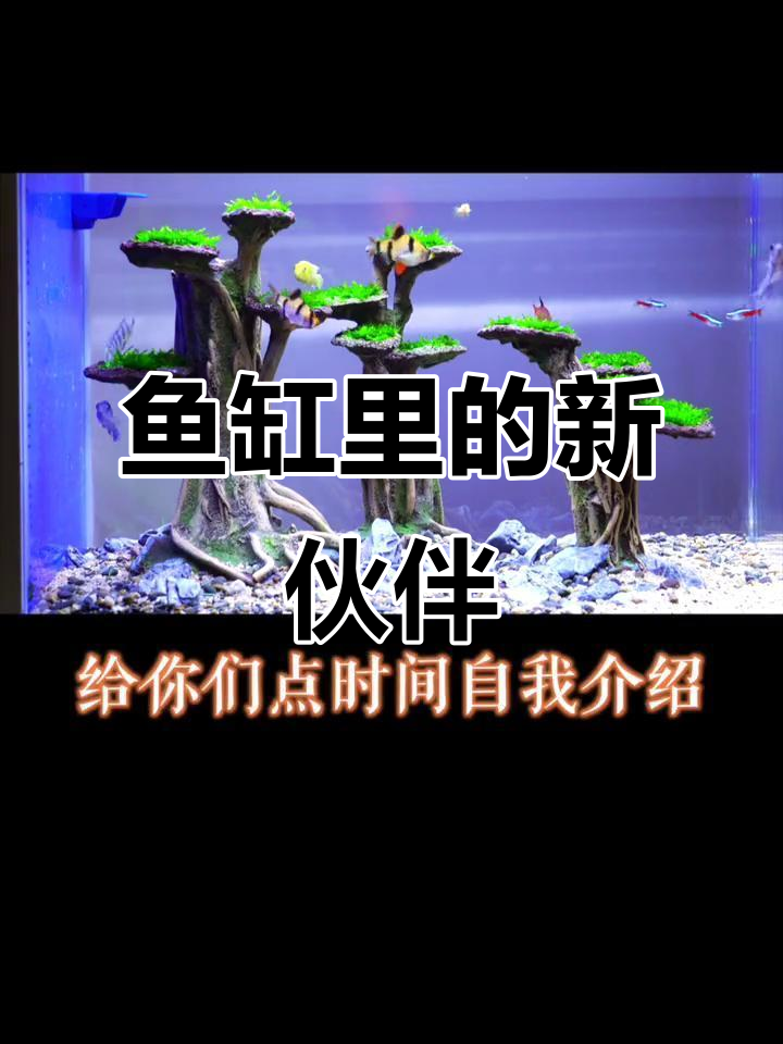 鱼儿们的新朋友,大虎二虎和四大天王一起热闹玩耍