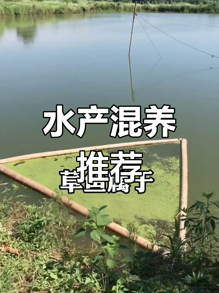 草鱼与青鱼的混养搭配,你还知道哪些适合一起养的鱼类?