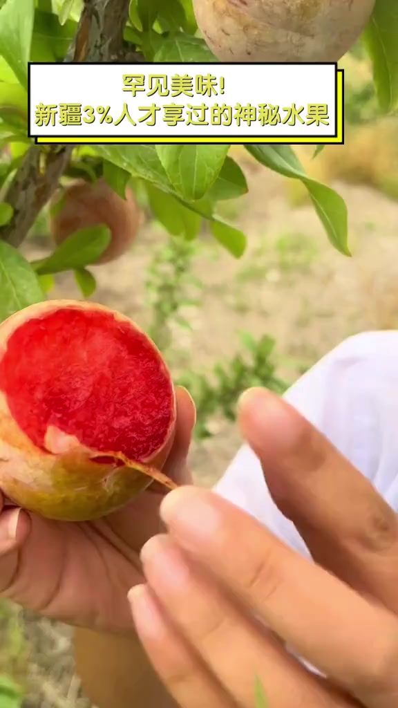 罕见美味!新疆3%人才享过的神秘水果