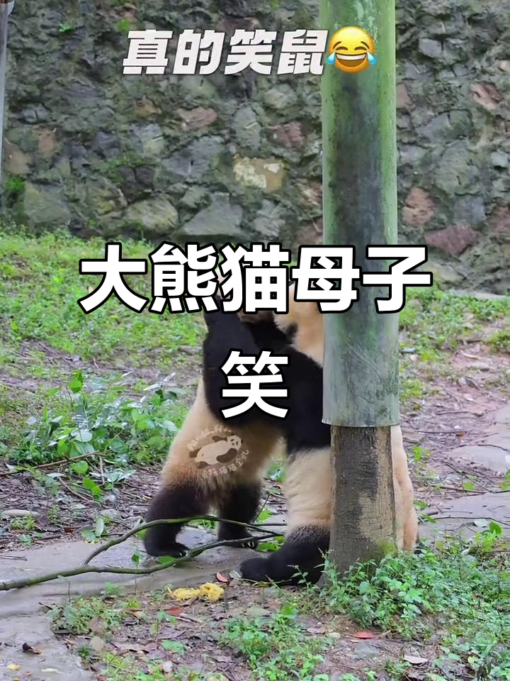母子大熊猫搞笑互动,表情包来袭!