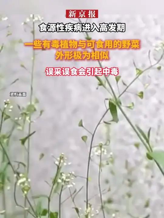 食源性疾病进入高发期 一些有毒植物与可食用的野菜外形极为相似 误采误食会引起中毒