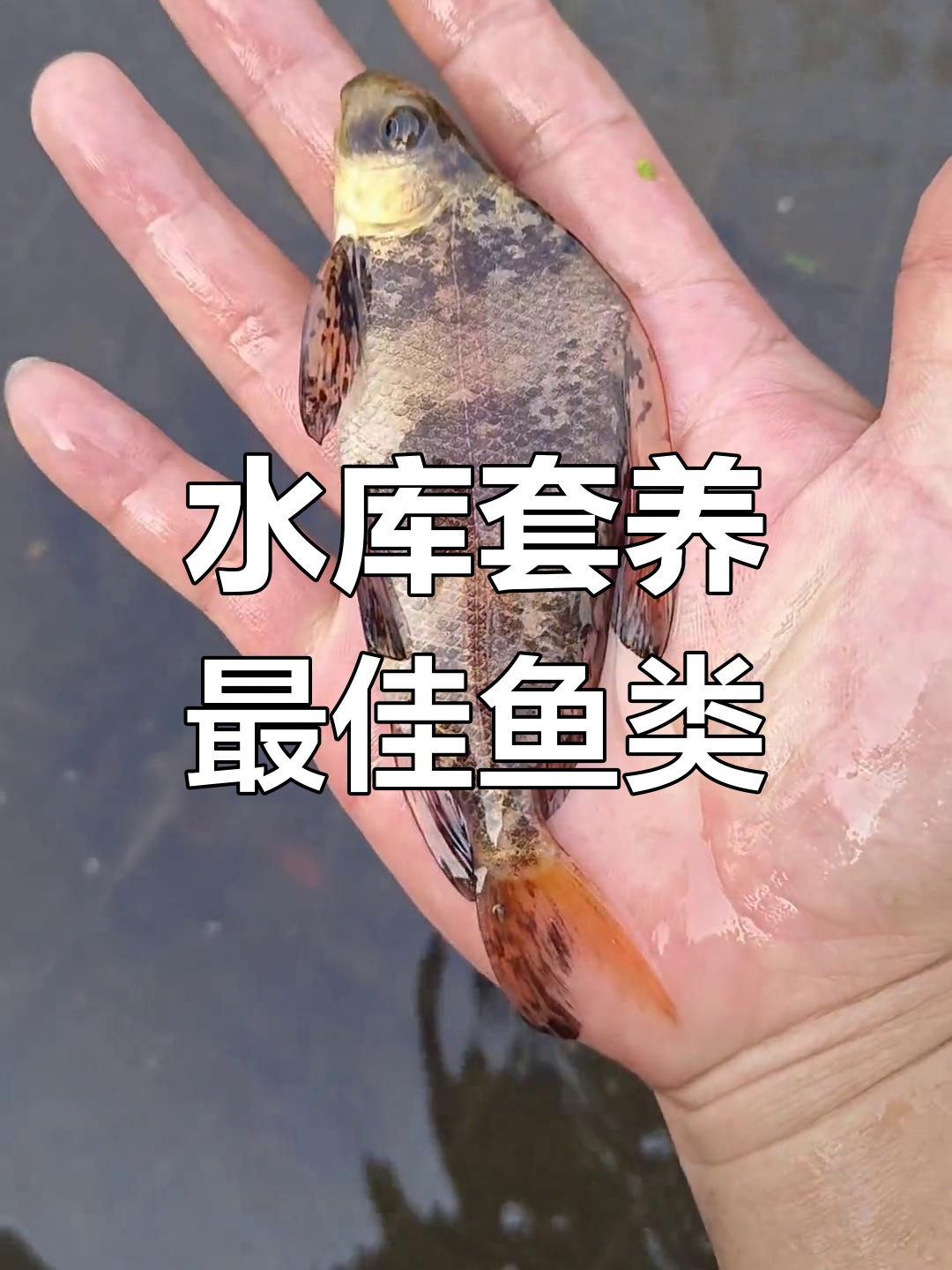 中华胭脂鱼:水库养殖的优质选择