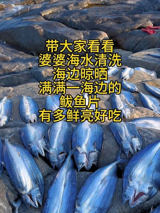 海边婆婆今天晒了满满一海边的鲅鱼片,香迷糊了,透着油光的鲅鱼片又香又鲜,鱼肉特别鲜嫩好吃,