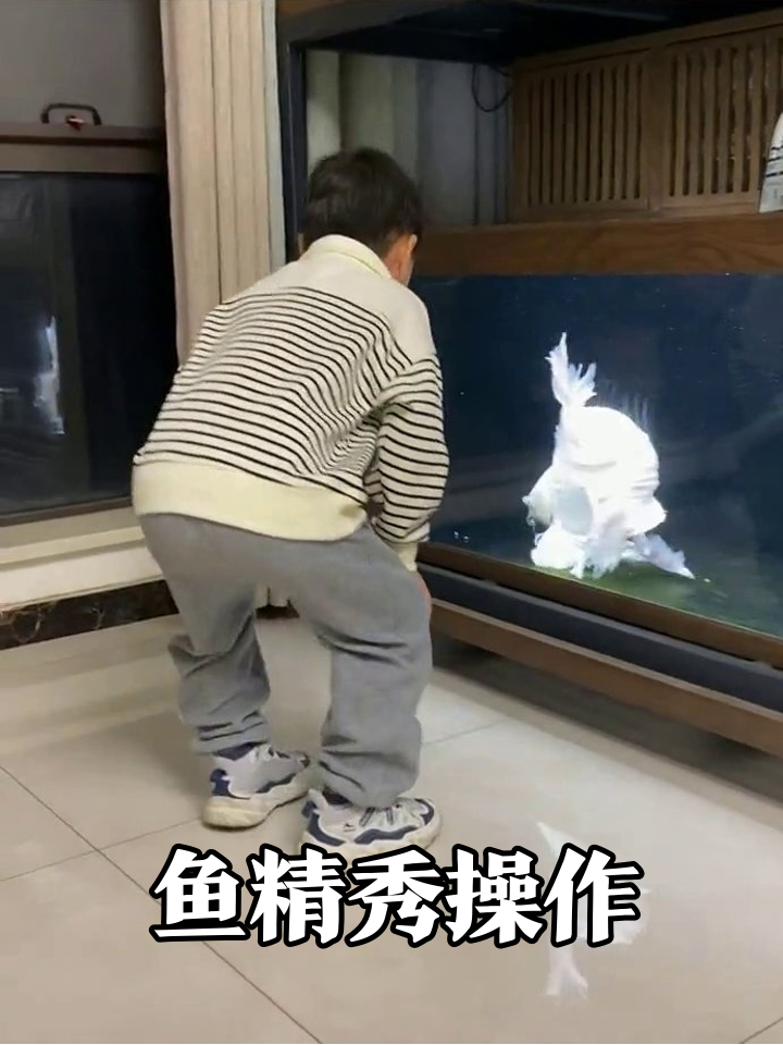 小男孩喂鱼被“表演”圈粉,这鱼尾巴比扇子还能甩