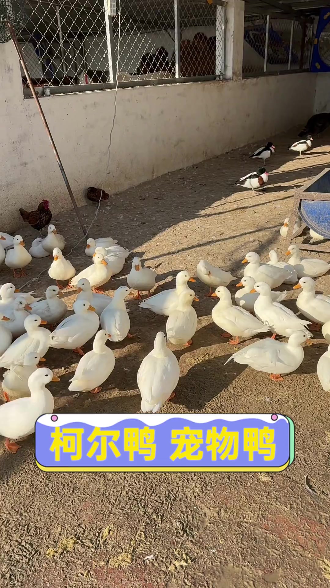 柯尔鸭宠物鸭