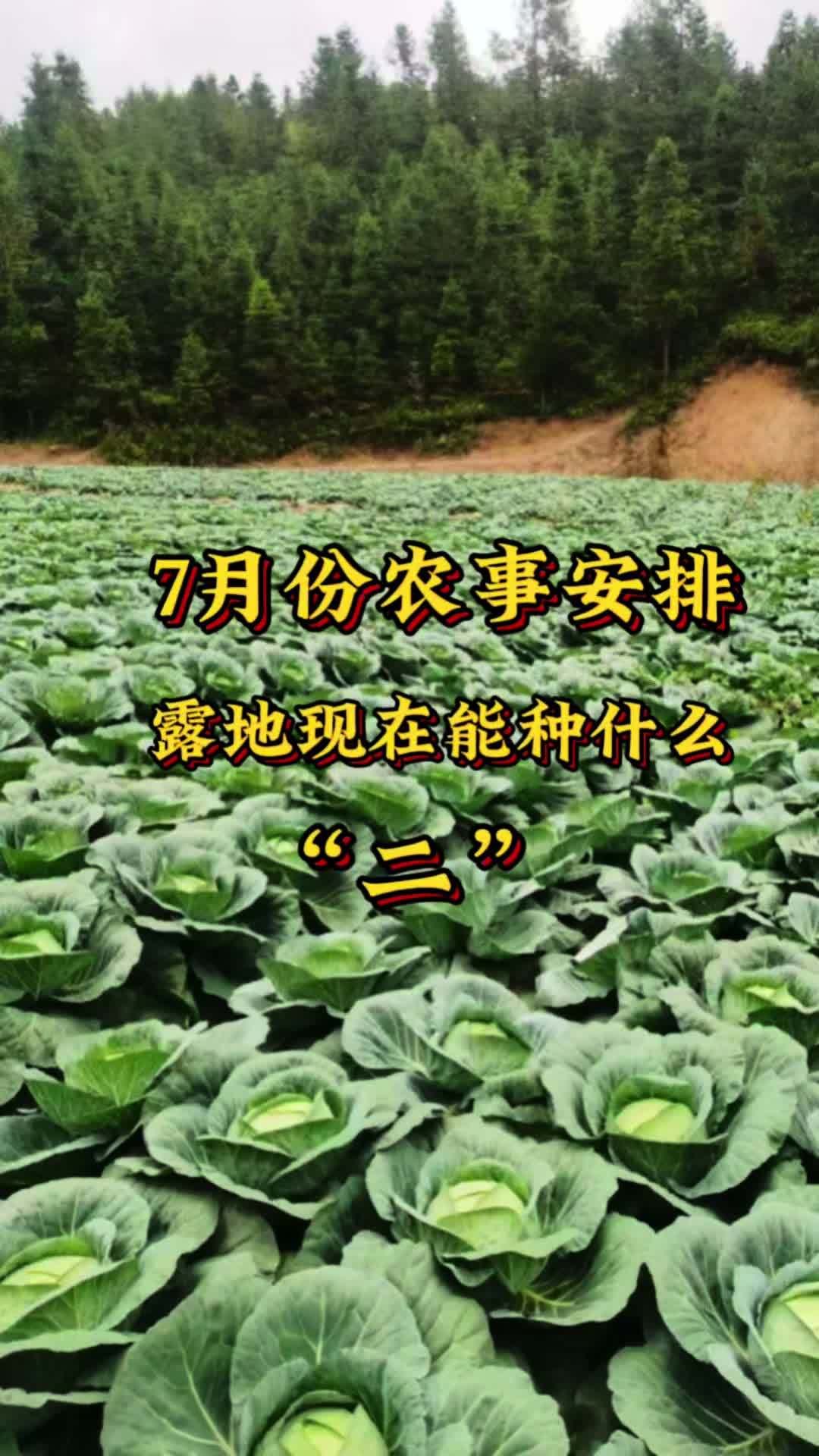 7月份农事安排“二:露地除了耐热品种。还能种什么?” 三农 甘蓝 耐寒西兰花