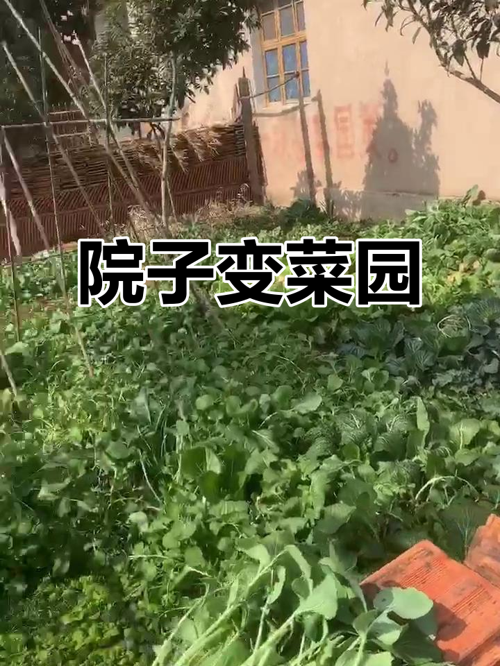 花了不少钱,我妈却种了菜!高杆白菜意外挺美,你们喜欢吗?