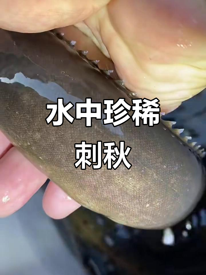 刺秋鱼:稀有水中人参,捕捉难度堪比登天