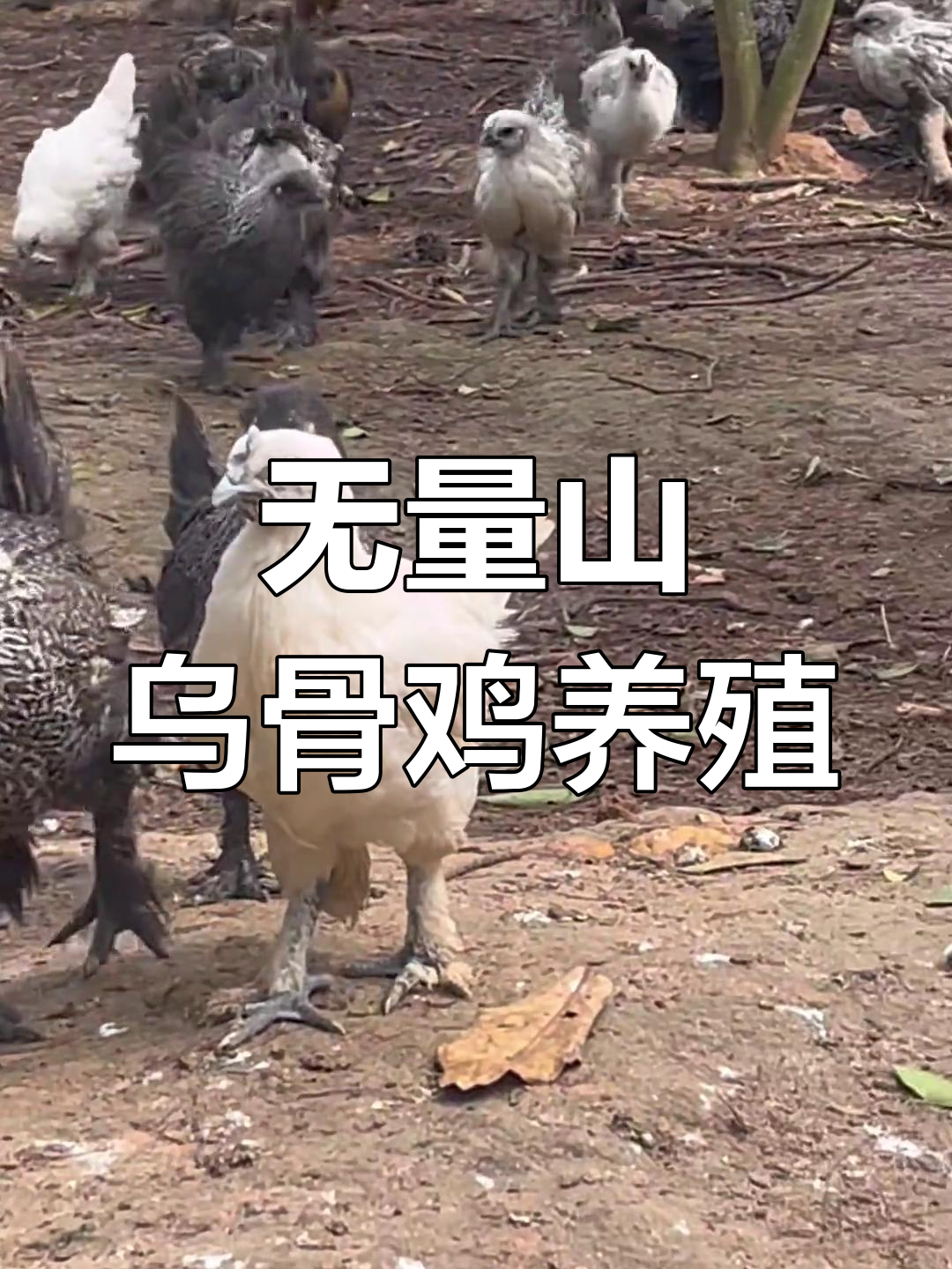 云南无量山乌骨鸡,现场实拍养殖过程