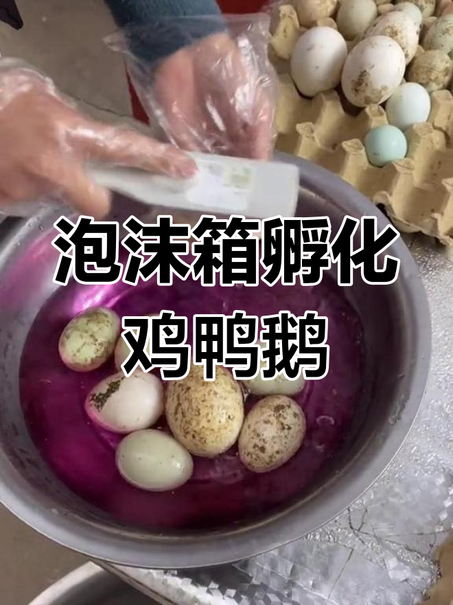 家里鸡蛋鸭蛋鹅蛋多,泡沫箱孵化鸡鸭鹅超简单