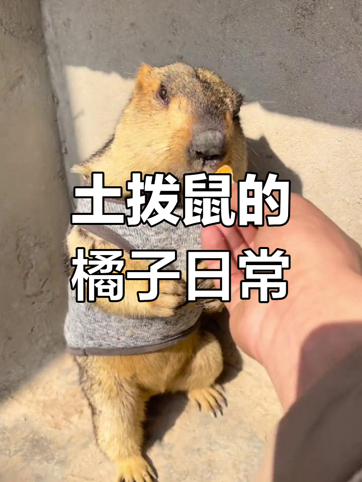 这只土拨鼠太可爱了,每天吃水果蔬菜不喝水