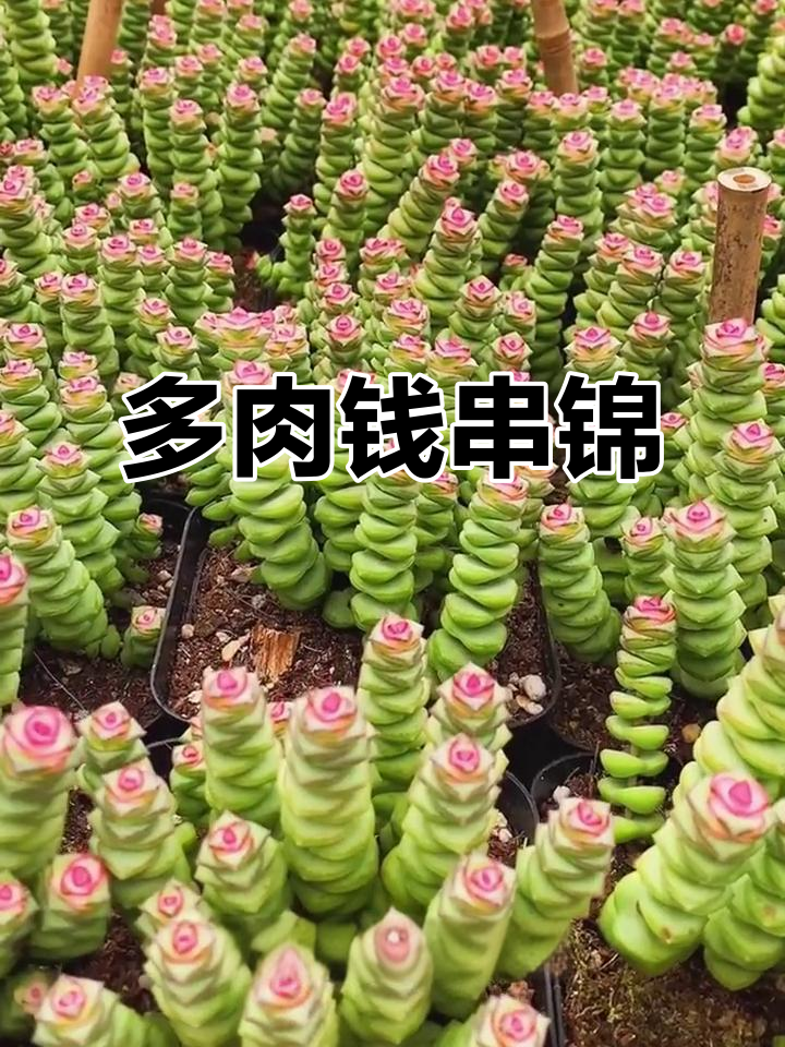 钱串锦:快速生长的多肉植物,室内空气净化小能手