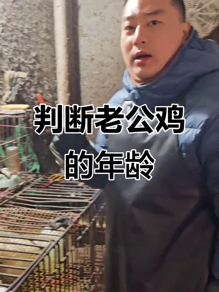 如何通过爪子辨别老公鸡年龄,农家土鸡与普通公鸡的区别