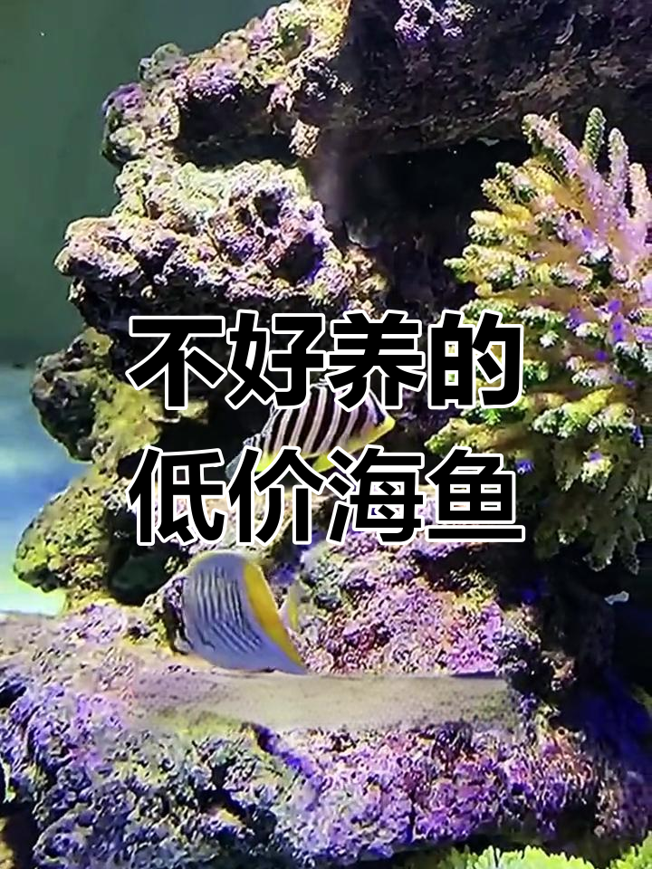 这些便宜海水鱼,新手养起来真心难!