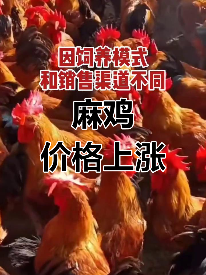 山东麻鸡价格走高,各地行情稳定