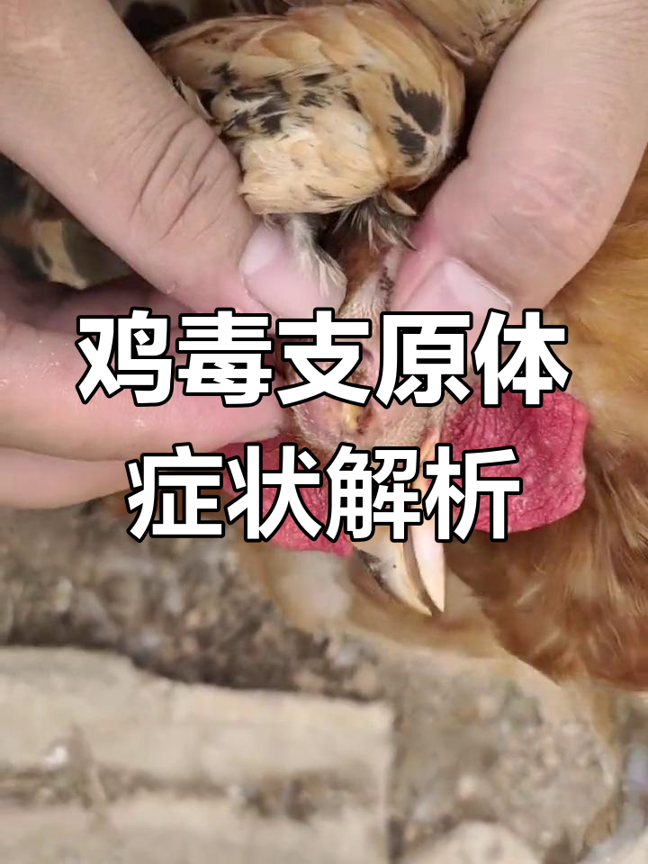 鸡眼睛肿成金鱼眼,原来是这种病!
