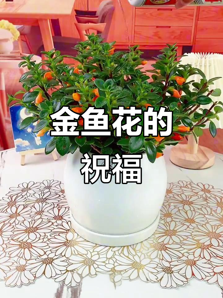 家里有烟民？养盆金鱼花，寓意年年有余，清新又吉祥