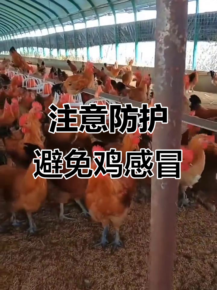 天气多变,鸡群易感冒!如何应对传染性鼻炎?