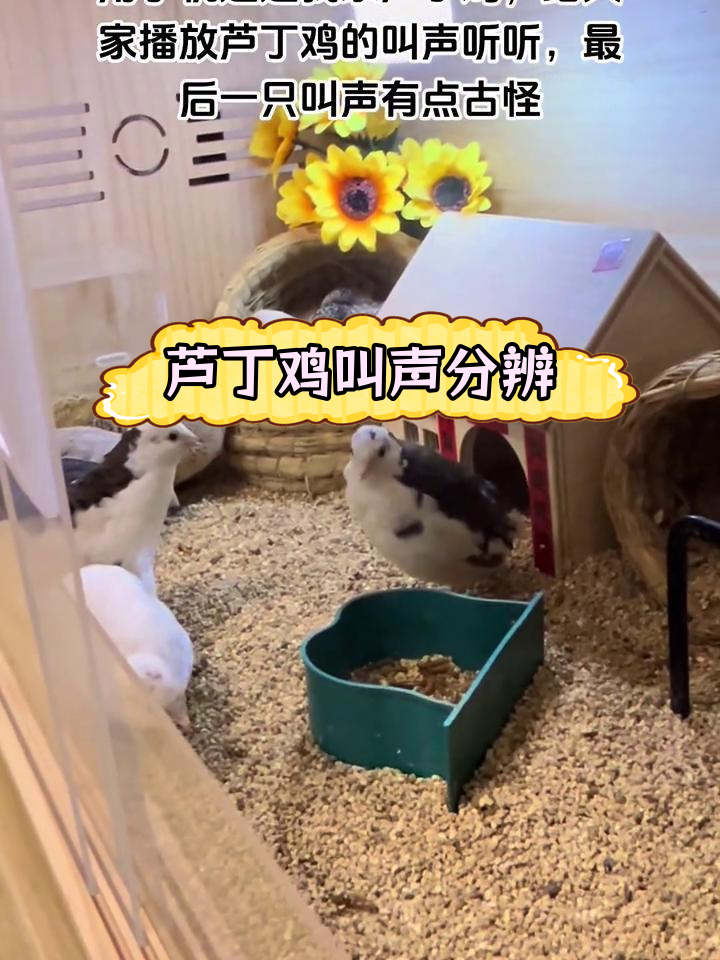 芦丁鸡叫声如何辨别公母