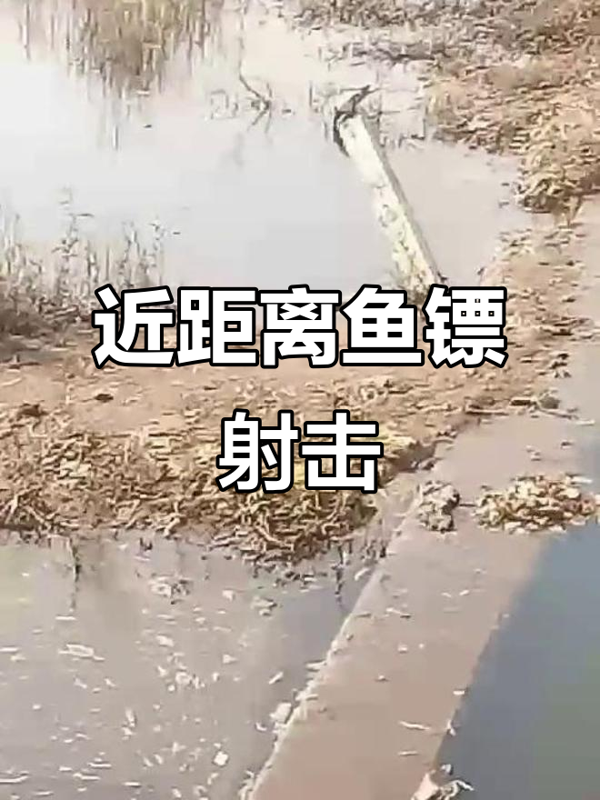 鱼镖射鱼,十米距离轻松搞定!
