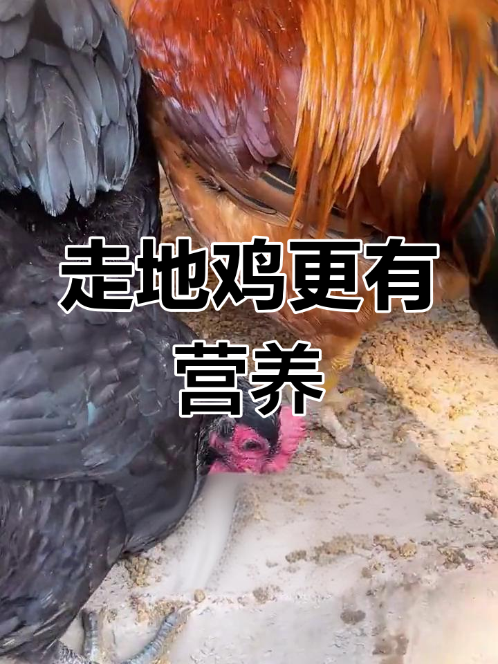 走地鸡与普通菜市场鸡的区别解析