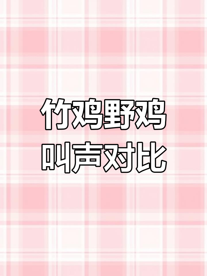 竹鸡与野鸡的独特叫声,户外冲堂音大比拼