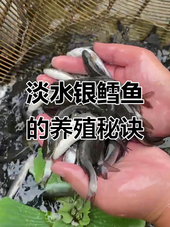 吃草也能长一米多，淡水银鳕鱼养殖技巧揭秘