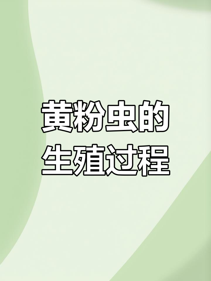 面包虫交配与繁殖过程揭秘