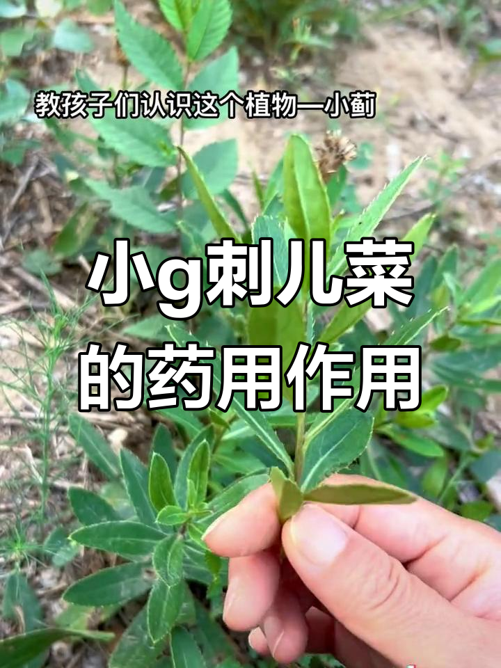 行走的创可贴：小g野菜的神奇药用价值