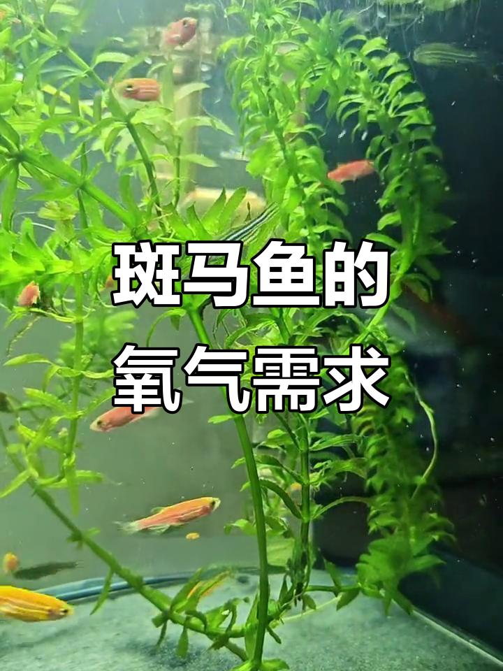 斑马鱼养殖需不需要打氧？这取决于你的鱼缸大小和密度