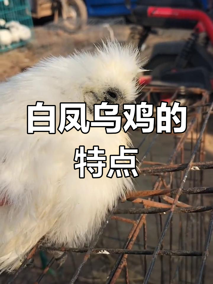 白凤乌鸡养殖全解析