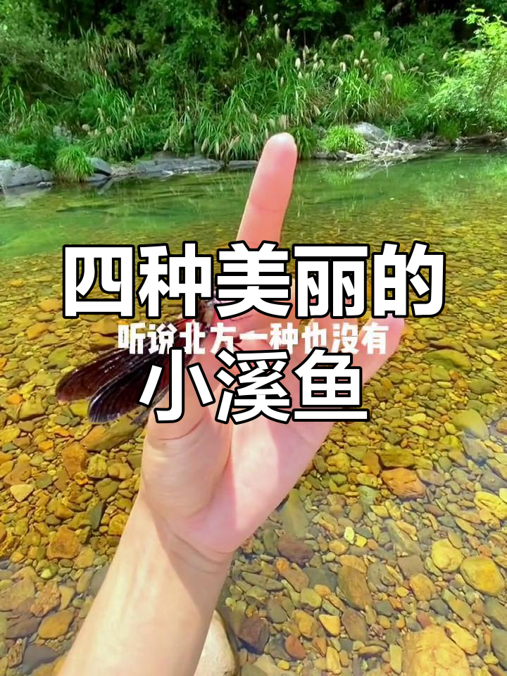 南方小溪四种特色鱼,北方罕见