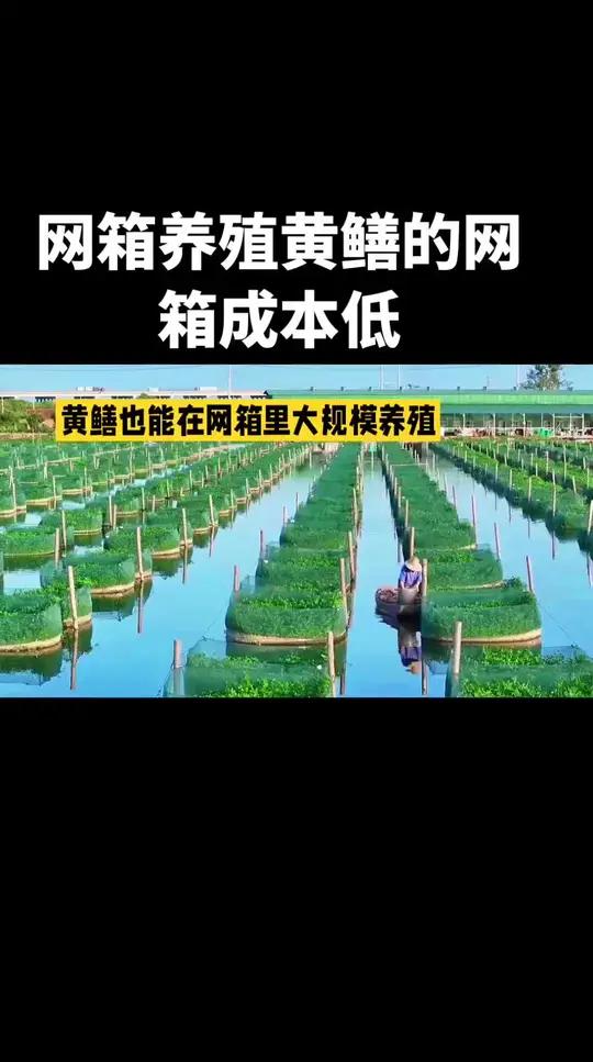 网箱养殖黄鳝成本低