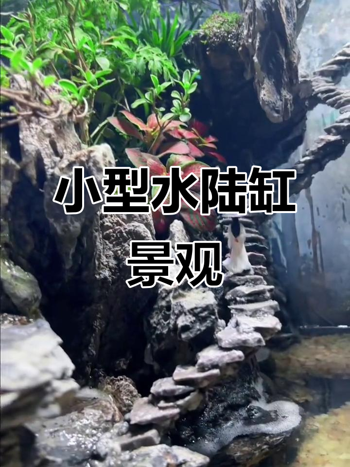 50cm水陆缸造景，室内绿意盎然，流水生态景观设计