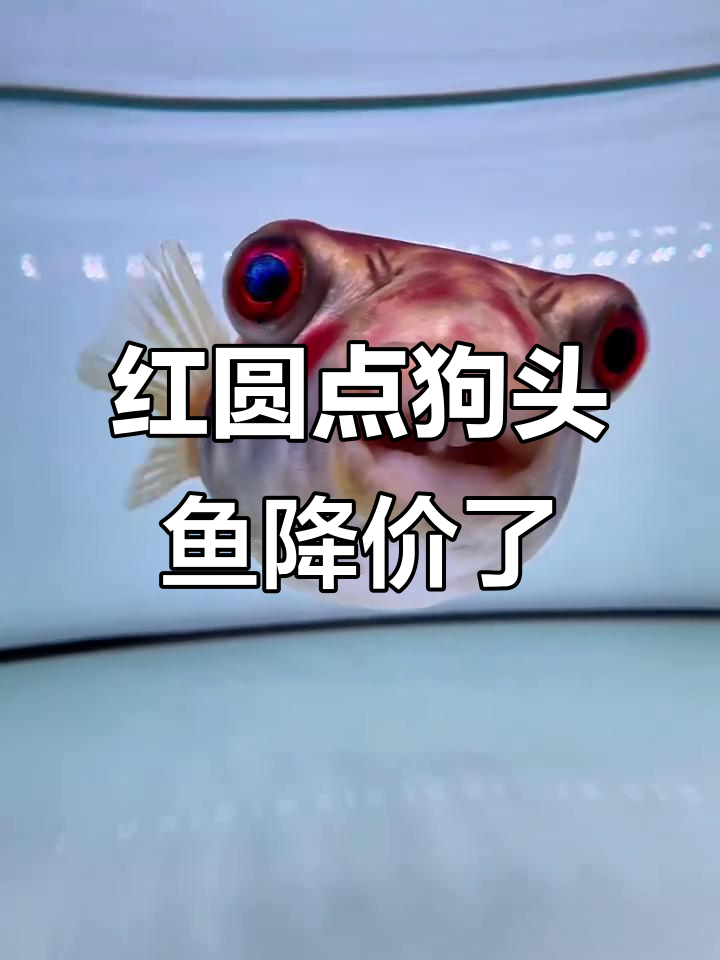 奈及利亚红圆点狗头鱼:从五万到两千,价格暴跌但依然难求