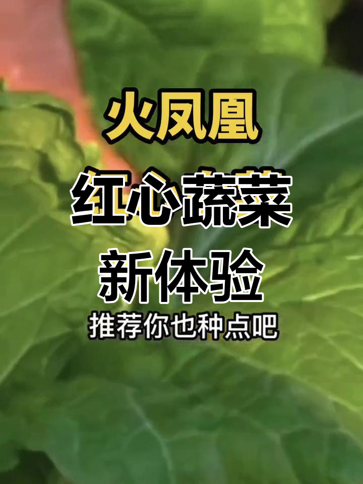 水果白菜,内叶变红口感佳