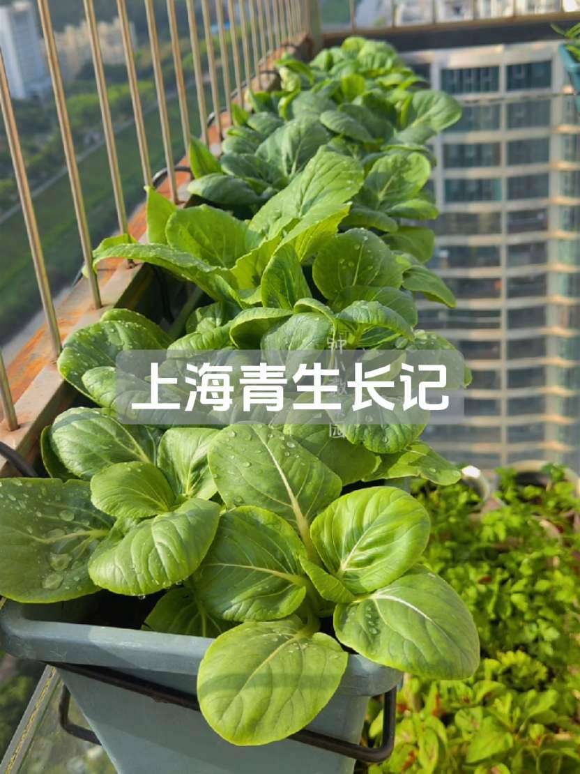阳台种菜 盆栽蔬菜 上海青 生长 记录