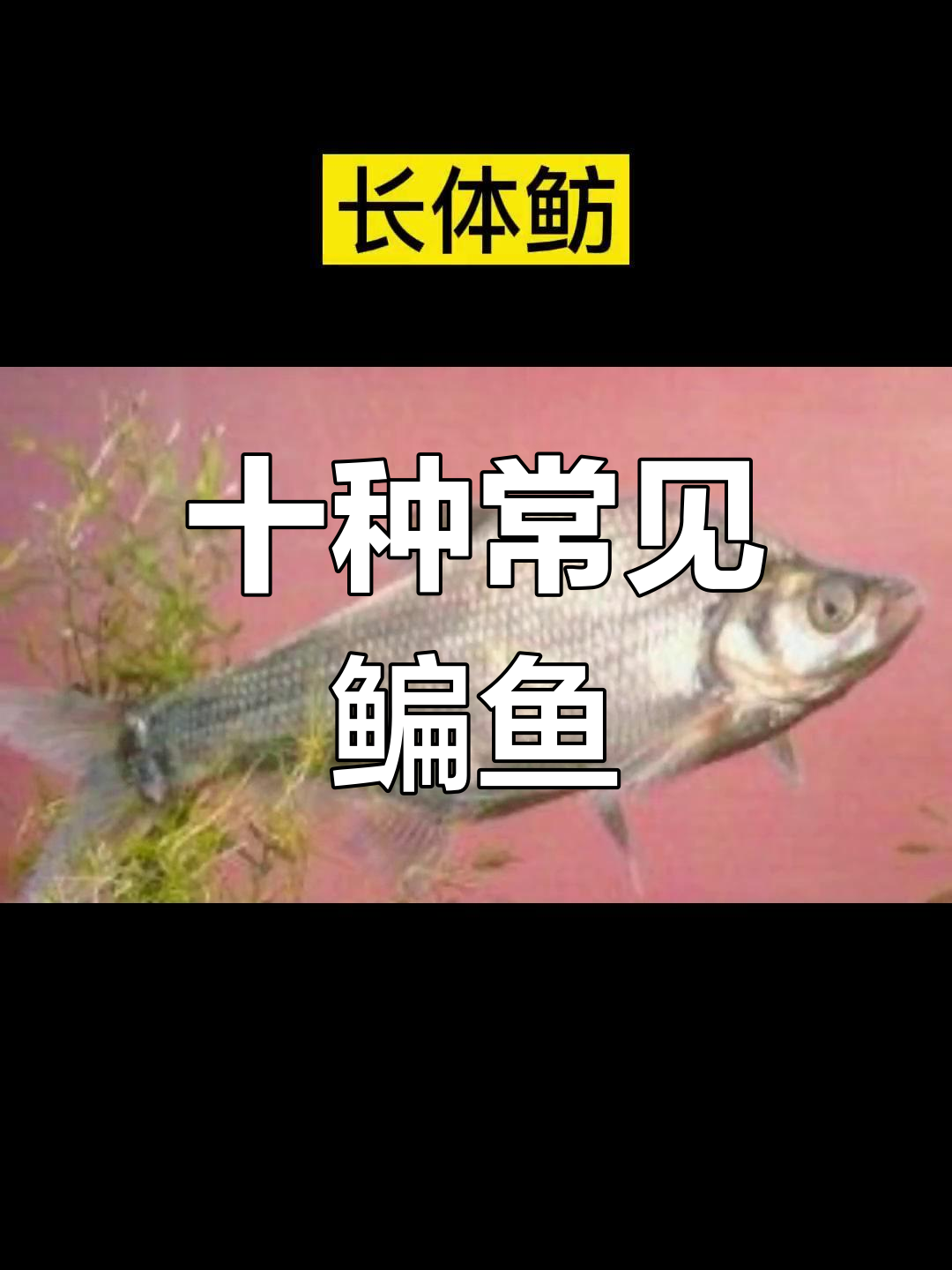 鳊鱼种类大揭秘