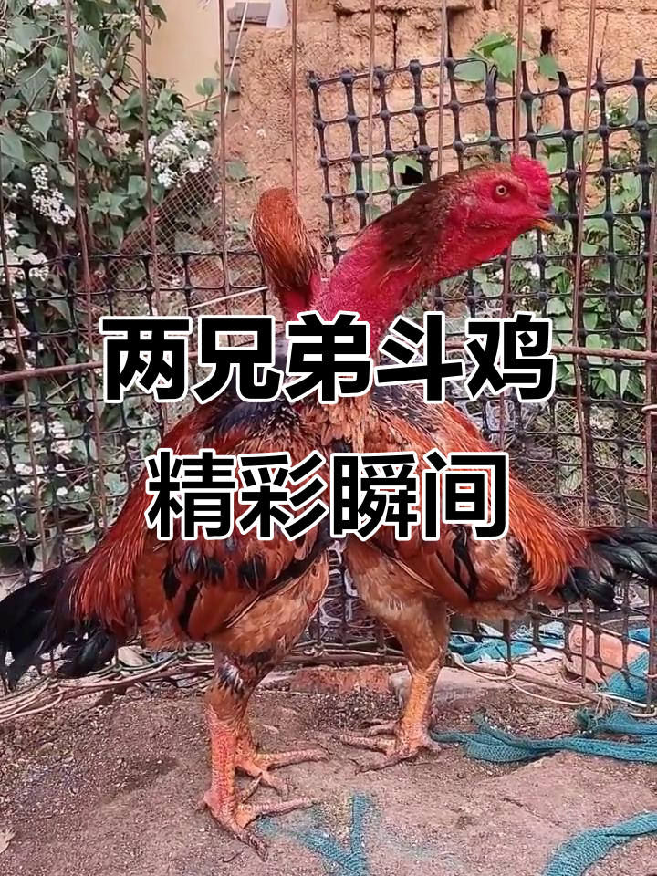越南斗鸡文化:两兄弟的纯种母鸡争锋