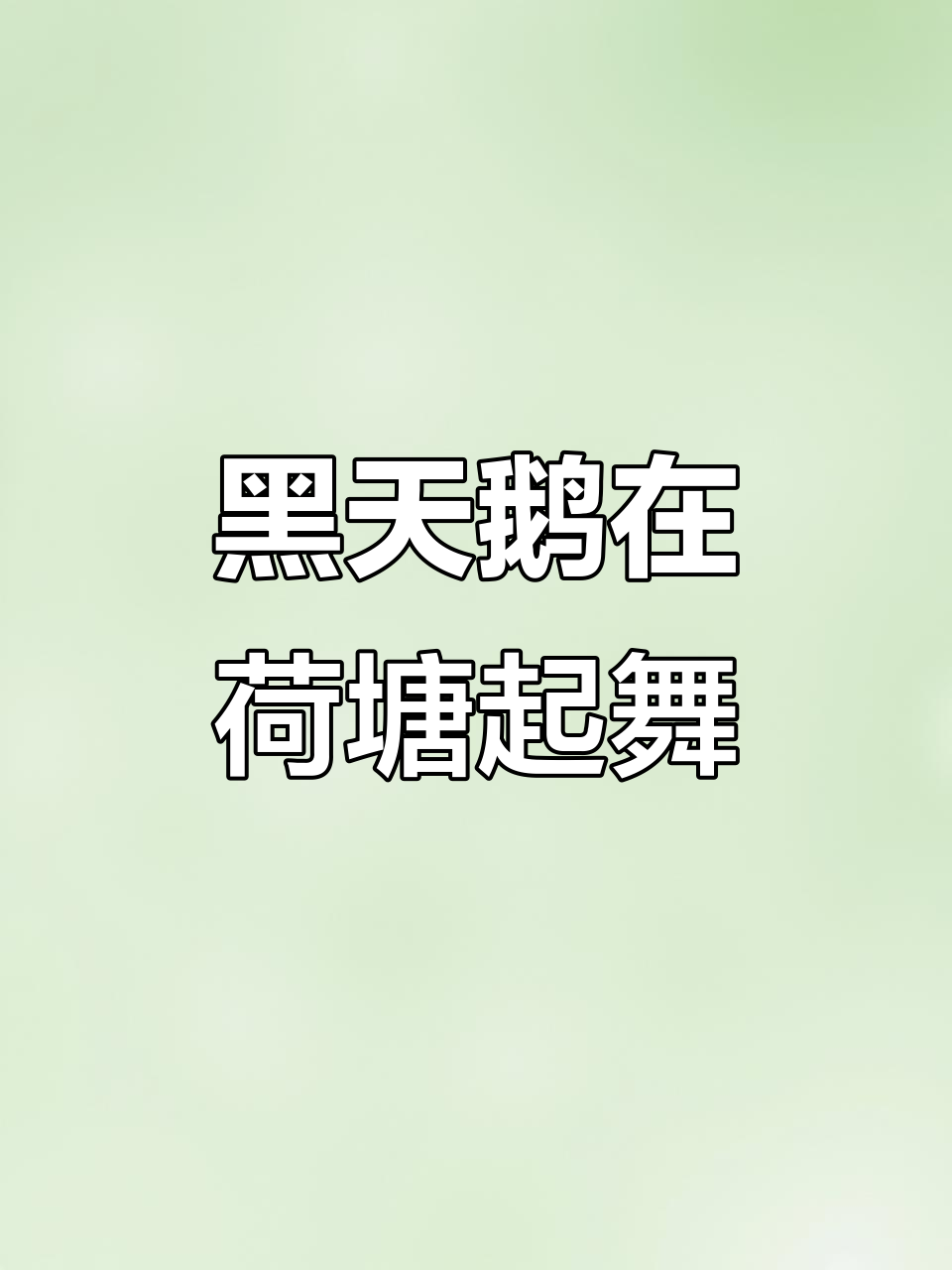 高校荷塘黑天鹅舞动,水光潋滟映照浮金
