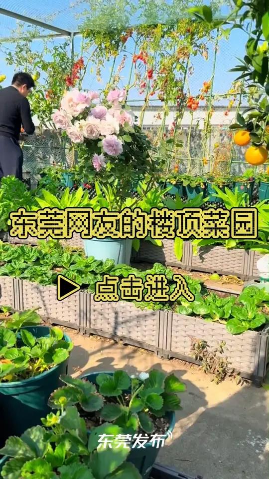 太有生活啦!东莞网友将自家楼顶种满蔬菜水果!网友:能去你家做客吗?治愈种菜露台花园