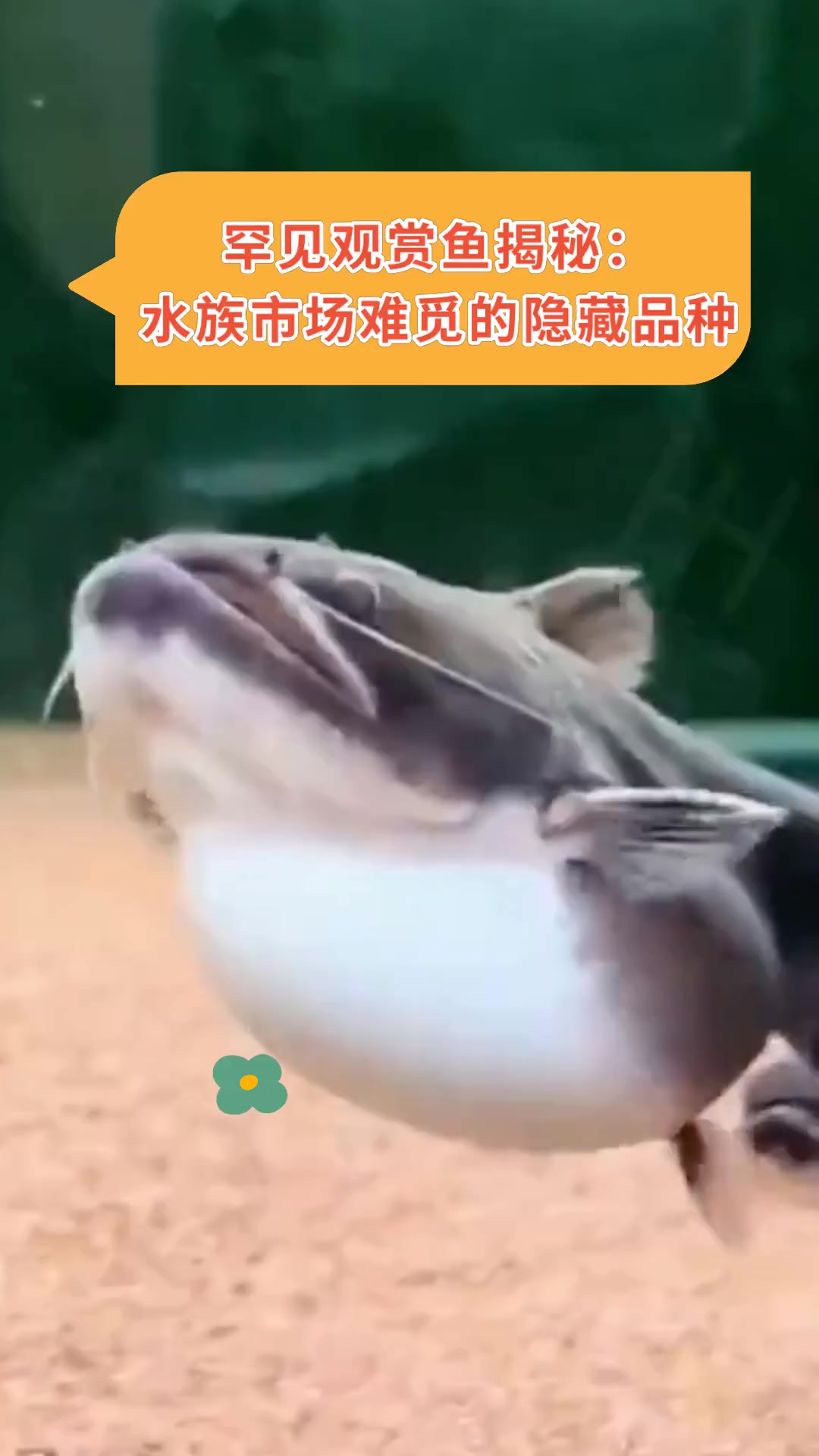罕见观赏鱼揭秘:水族市场难觅的隐藏品种