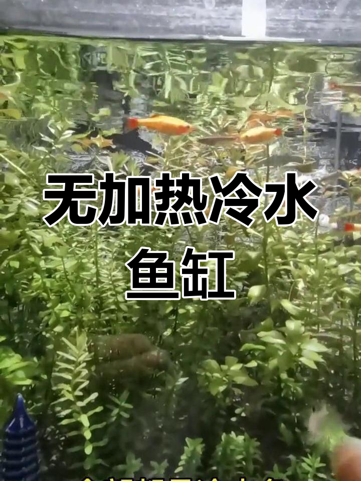 无需加热的冷水鱼水草缸,长期免换水