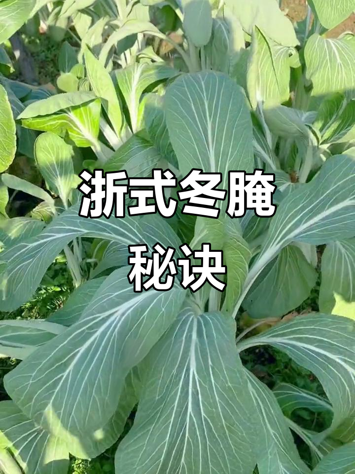 浙江冬腌菜独特腌制法,别的地方可没这手艺!