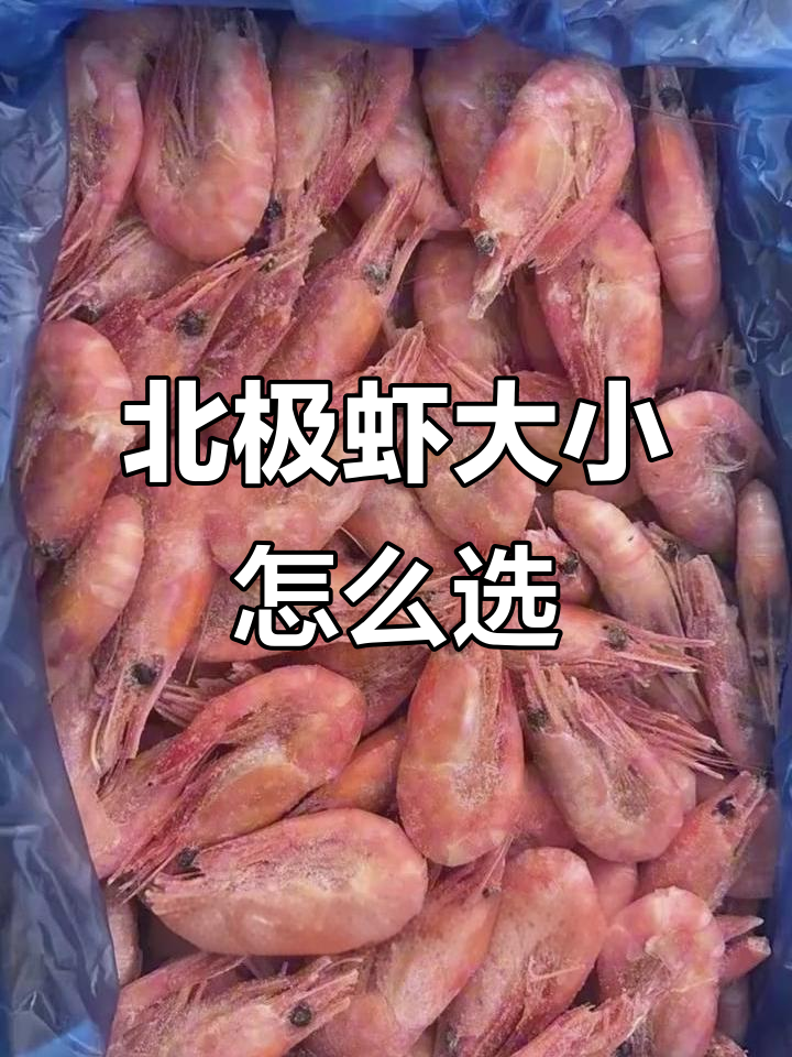 北极虾规格问题大揭秘,80-100只到底有多小?