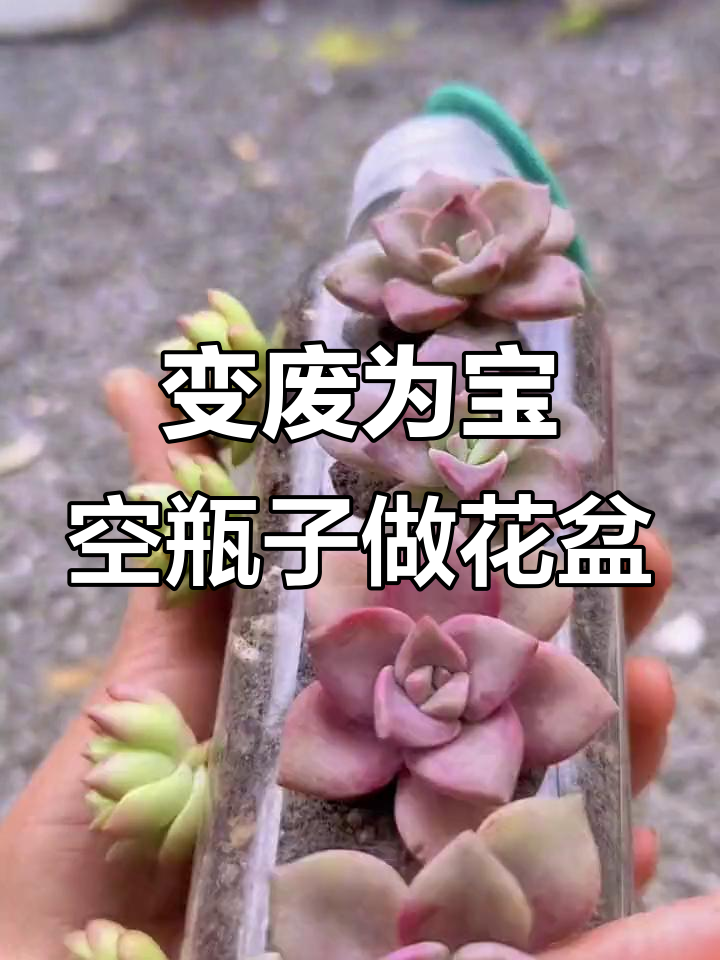 废饮料瓶变花盆,简单步骤教你DIY多肉植物挂饰